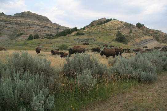 Theodore Roosevelt National Park