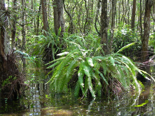 Everglades